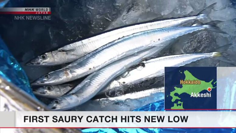 Pacific saury catch in Hokkaido very small Pacific saury catch in Hokkaido very small