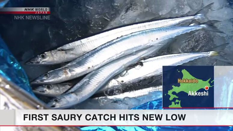 Pacific saury catch in Hokkaido very small