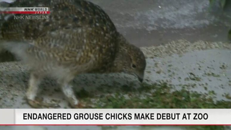Endangered grouse chicks make debut at zoo