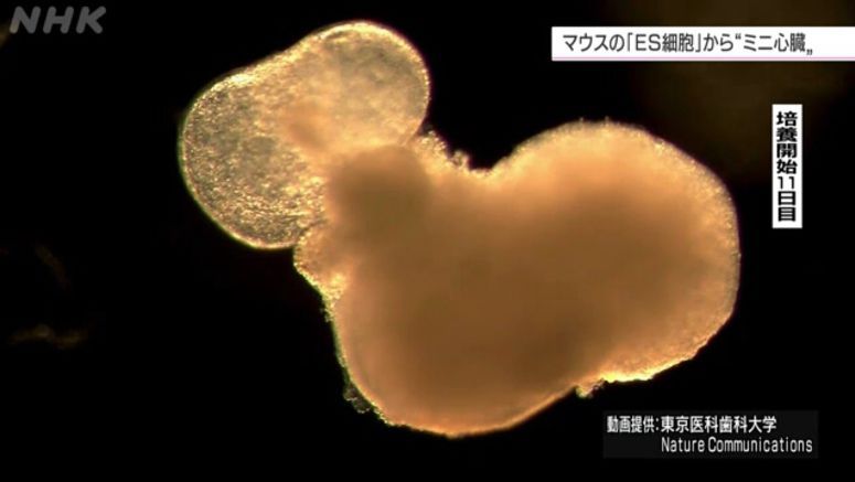 Scientists 'make mini-heart from mouse stem cells'