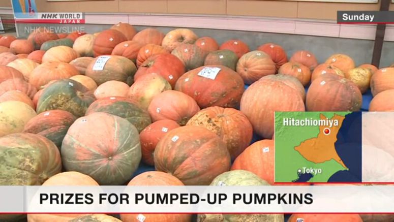Giant pumpkin contest held ahead of Halloween