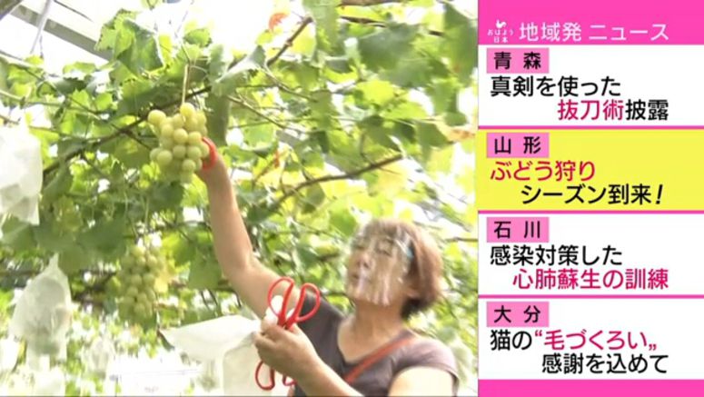 Grape orchard in Yamagata opens for tourists