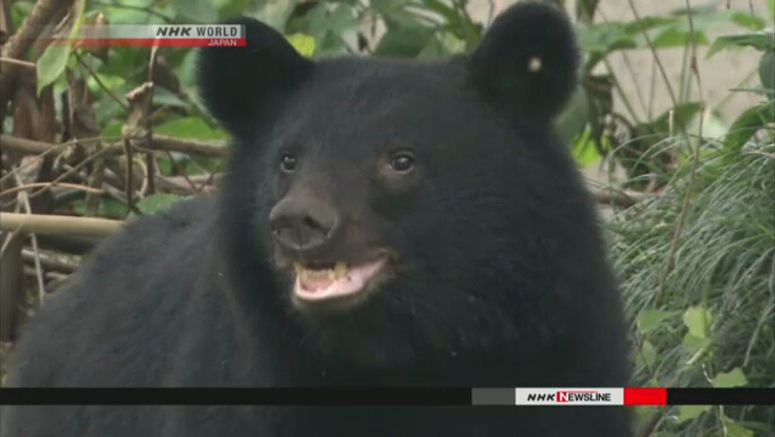 Bear sightings in Japan hit five-year high