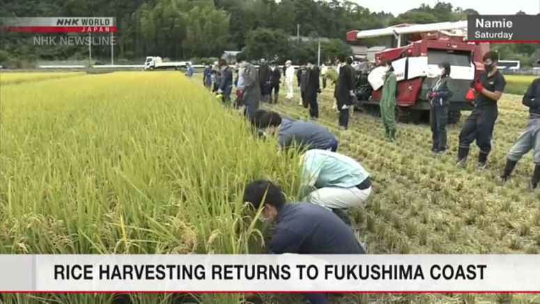 Rice harvested in Fukushima's tsunami-hit area