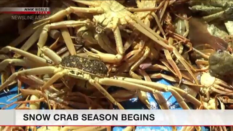 Snow crab fishing season begins in Fukui Snow crab fishing season begins in Fukui