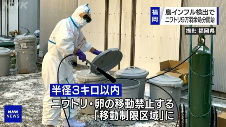 Culling of chickens underway in Fukuoka Prefecture