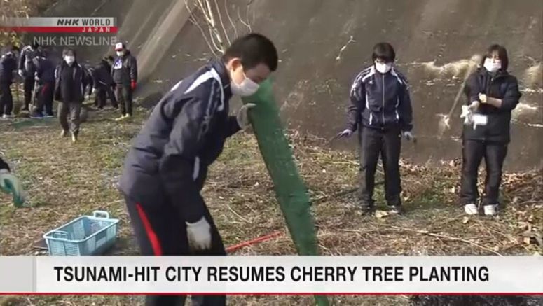 Tsunami-hit city resumes cherry tree planting