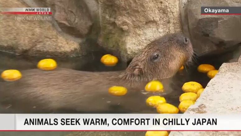 Animals keeping warm amid chilly weather