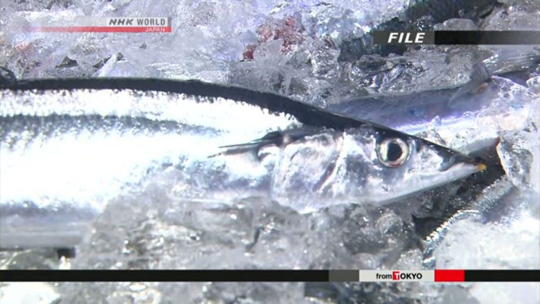 Conference agrees to reduce Pacific saury catch