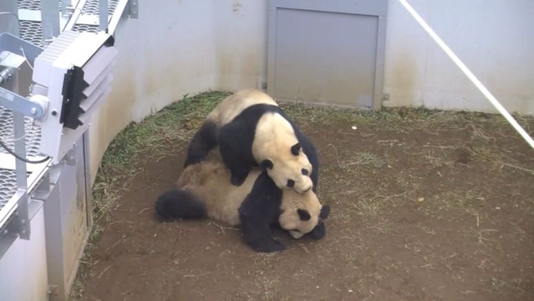 Pandas mate at Tokyo zoo