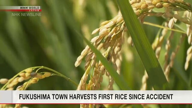 Futaba Town harvests first rice since 2010
