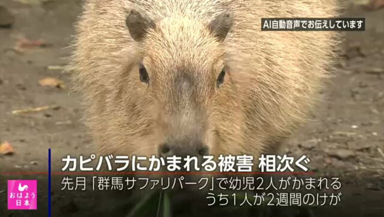 Capybara bites two children at wildlife park in Gunma, northwest of Tokyo