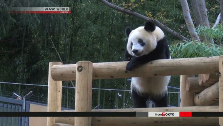 Plan to send giant panda to China set for spring