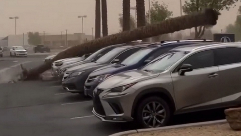 ‘Oh, no!' Palm Tree Breaks And Crashes Several SUVs At Arizona Acura Dealership