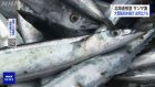 Large fishing vessels return with poor saury catch