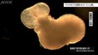 Scientists 'make mini-heart from mouse stem cells'