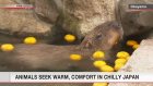 Animals keeping warm amid chilly weather