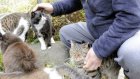 Tashirojima, Japan is home to some 200 cats who live alongside human residents